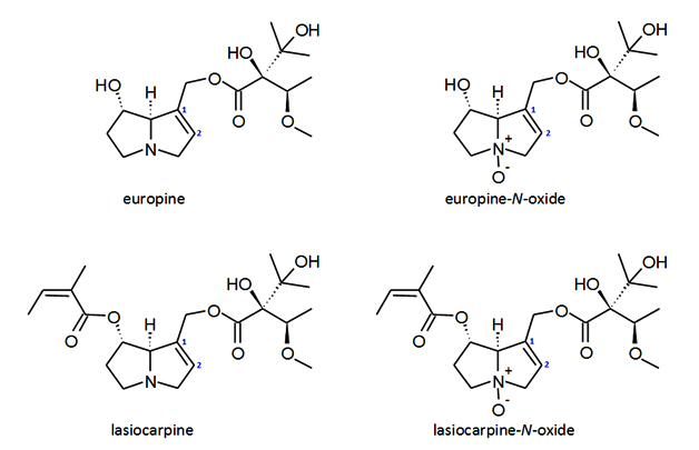 Illustration 3: Structure formulae of the pyrrolizidine alkaloids and their N-oxides most frequently found in oregano. Crucial for the toxicity of the compounds is the unsaturated 1,2 position of the basic structure (numbered in blue). 